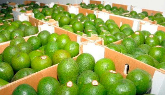 img_palta